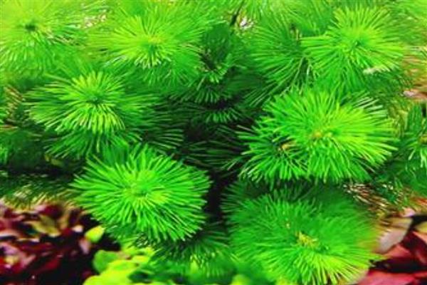 绿菊水草的养殖方法,提供光照才能进行光合作用