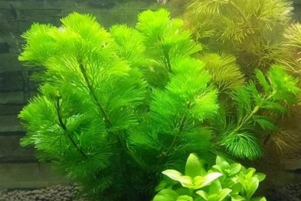 绿菊水草的养殖方法,提供光照才能进行光合作用