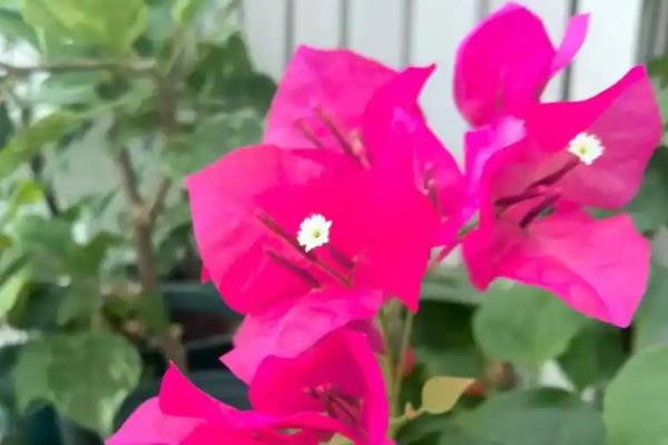 三角梅蓝月亮开花勤吗,本身开花不勤