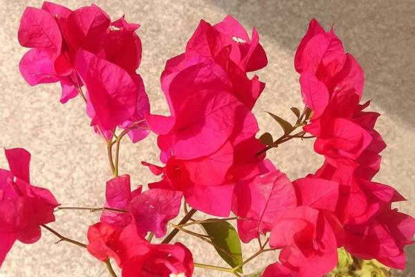 三角梅蓝月亮开花勤吗,本身开花不勤
