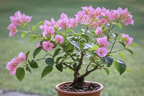 三角梅蓝月亮开花勤吗,本身开花不勤