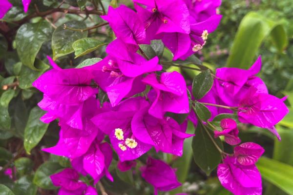 三角梅蓝月亮开花勤吗,本身开花不勤