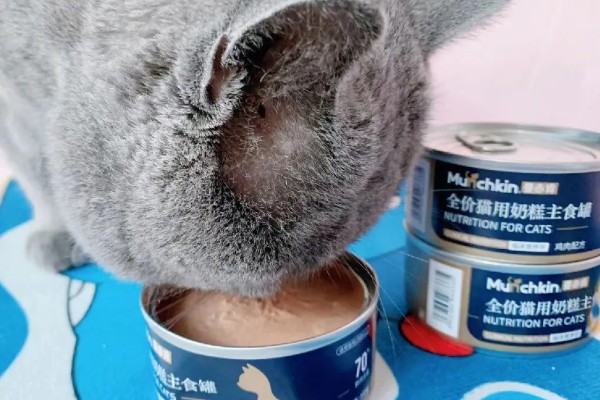猫咪巨结肠如何预防,要增加水分的摄入