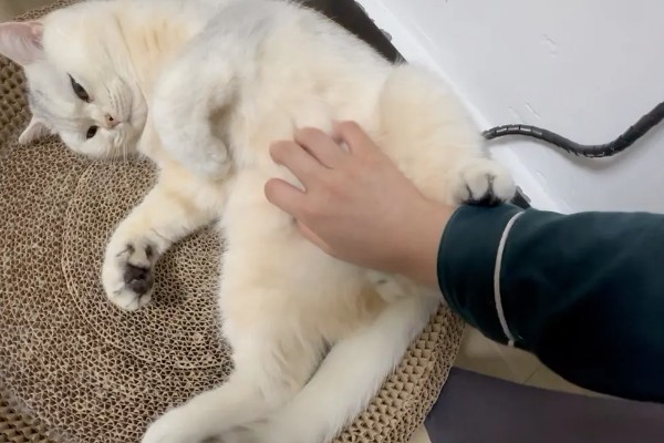 猫咪巨结肠如何预防,要增加水分的摄入