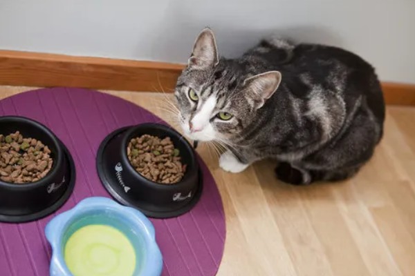 猫咪巨结肠如何预防,要增加水分的摄入