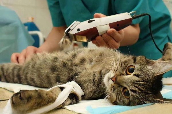 猫咪巨结肠如何预防,要增加水分的摄入