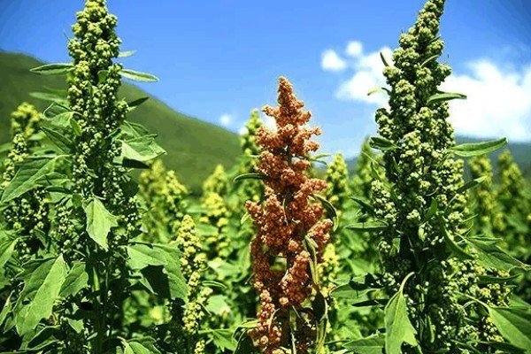 在中国藜麦叫什么,就叫藜麦