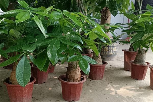 发财树叶子下垂茎部无力如何处理，光照过强可以转移到阴凉处养护