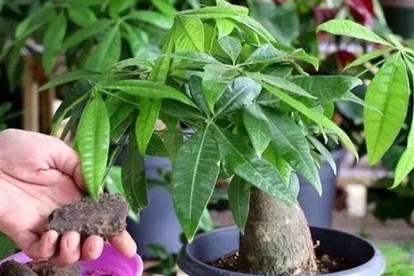 发财树叶子下垂茎部无力如何处理，光照过强可以转移到阴凉处养护