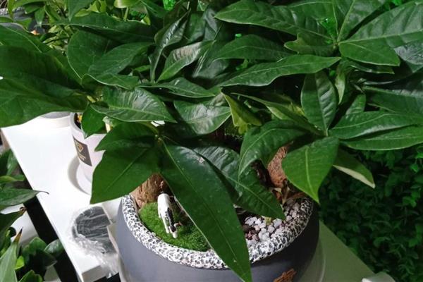发财树叶子下垂茎部无力如何处理，光照过强可以转移到阴凉处养护