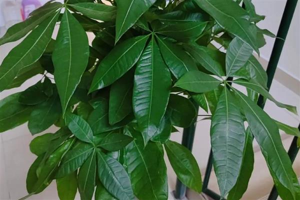 发财树叶子下垂茎部无力如何处理，光照过强可以转移到阴凉处养护