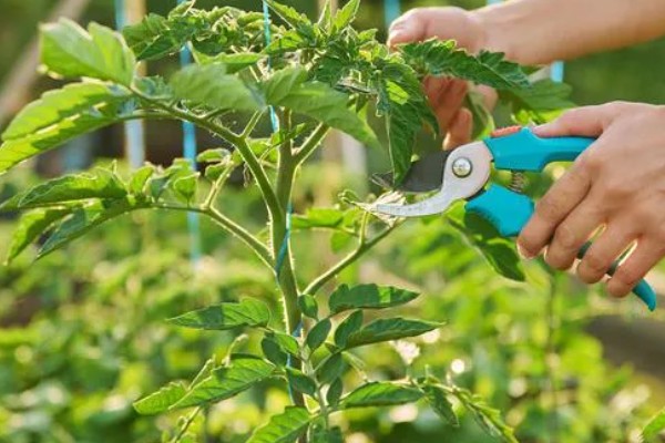 番茄如何打枝才能多结果，保留一个主干摘除其余的侧枝