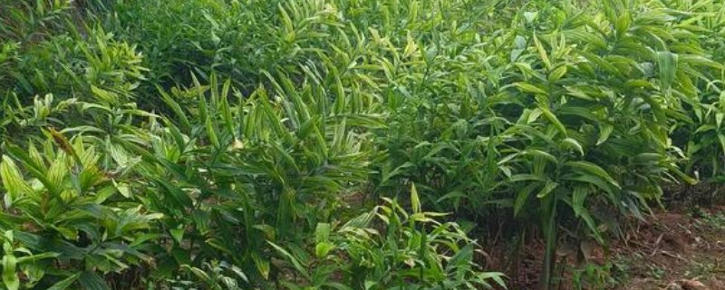 黄精怎么种植，多采用播种或根茎的方式进行