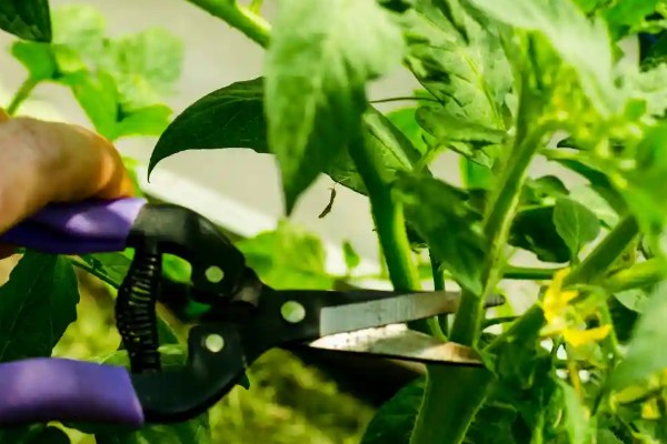 番茄如何打枝才能多结果，保留一个主干摘除其余的侧枝