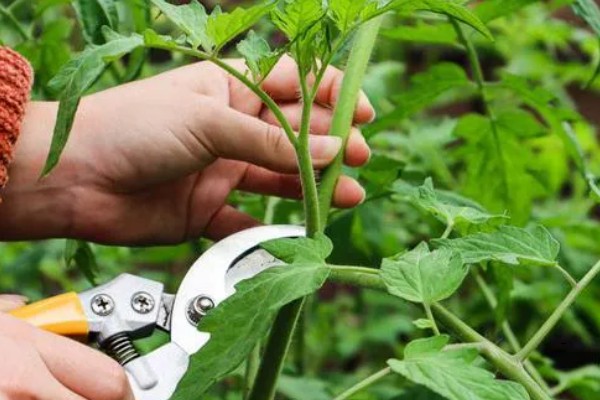 番茄如何打枝才能多结果，保留一个主干摘除其余的侧枝