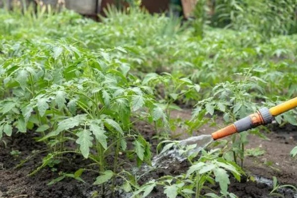 番茄如何打枝才能多结果，保留一个主干摘除其余的侧枝