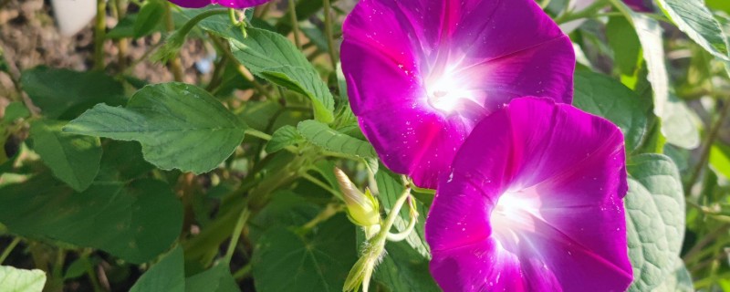 花期最长的花卉，有牵牛花、茶花等