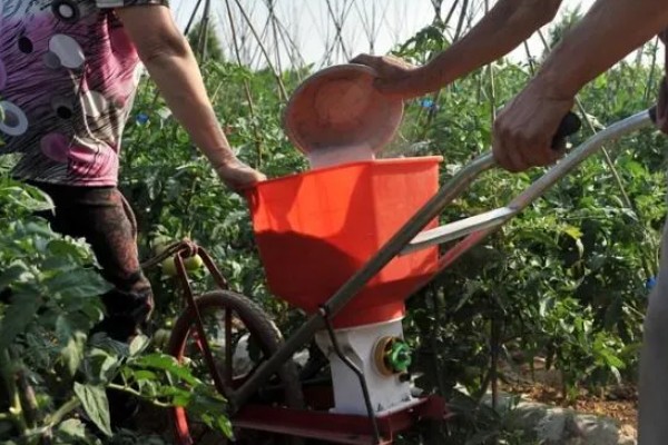 番茄如何打枝才能多结果，保留一个主干摘除其余的侧枝