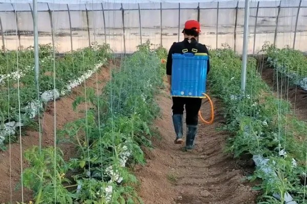 番茄如何打枝才能多结果，保留一个主干摘除其余的侧枝