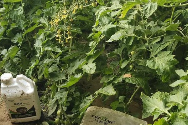 番茄如何打枝才能多结果，保留一个主干摘除其余的侧枝
