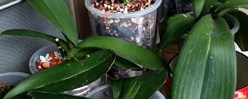 蝴蝶兰的浇水方法，缺水了再进行浇水