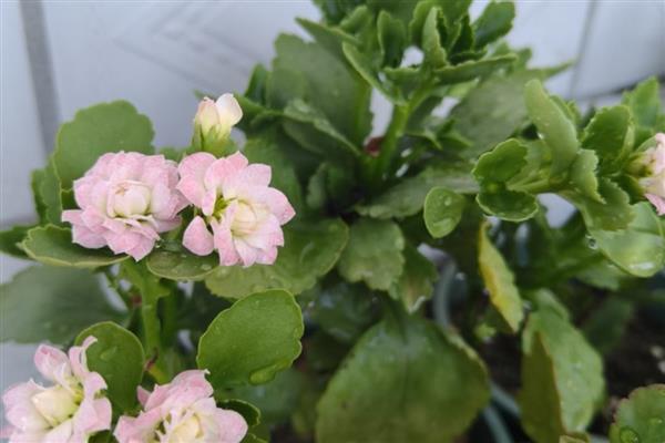 长寿花如何打顶和摘心，将顶端幼苗都修剪掉