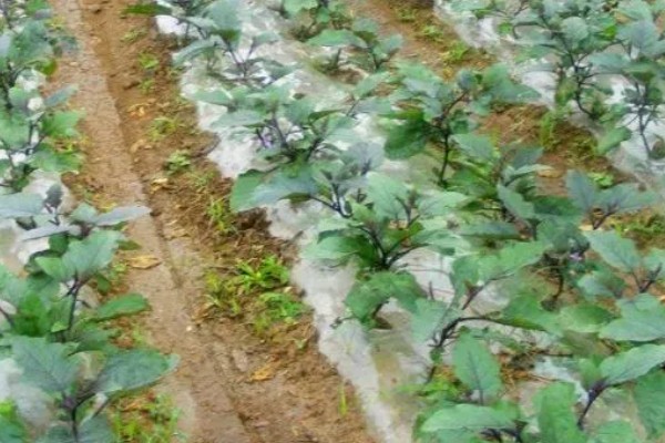 茄子苗用什么肥,新叶展开时追施提苗肥