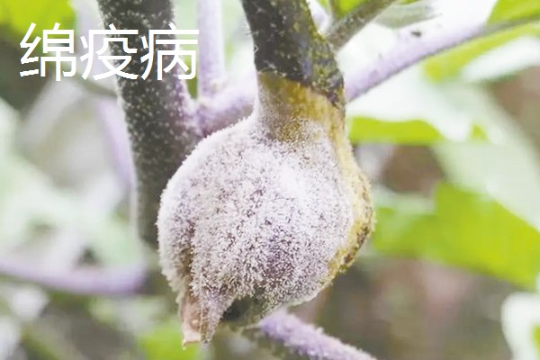 茄子苗用什么肥,新叶展开时追施提苗肥