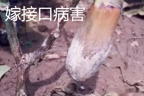 茄子苗用什么肥,新叶展开时追施提苗肥