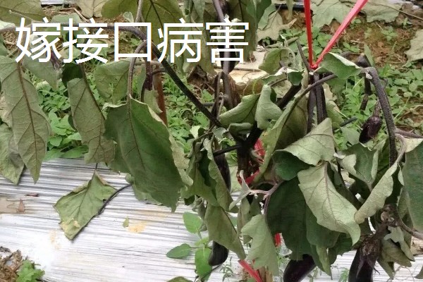 茄子苗用什么肥,新叶展开时追施提苗肥
