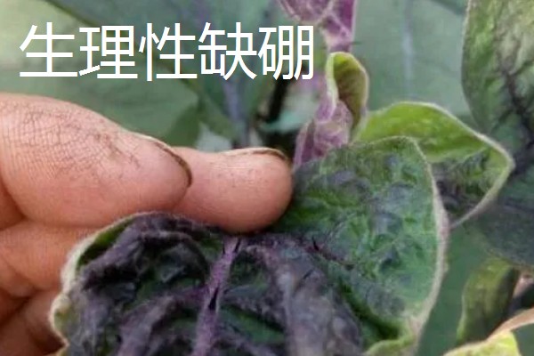 茄子苗用什么肥,新叶展开时追施提苗肥