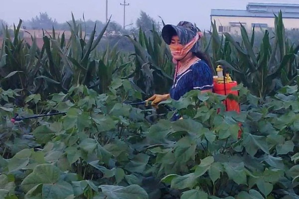 虱螨脲和虫螨腈的区别，杀虫方法不同