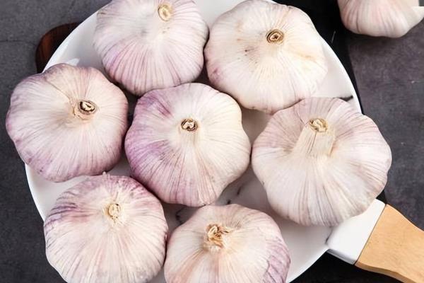 11月份适合种哪些菜,可选择小白菜、西芹等品种