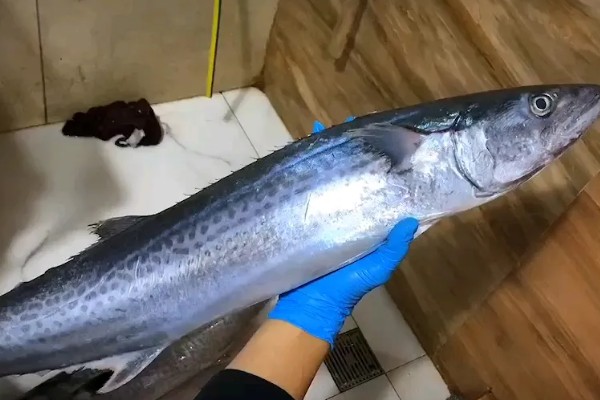 马鲛鱼有鱼鳞吗,其身体表面有鱼鳞