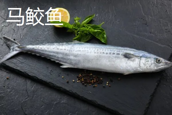 马鲛鱼有鱼鳞吗,其身体表面有鱼鳞