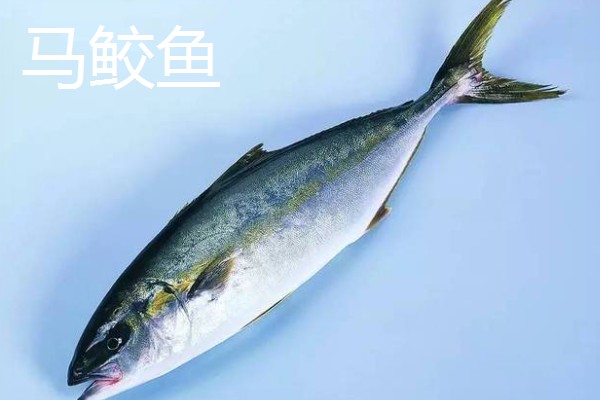 马鲛鱼有鱼鳞吗,其身体表面有鱼鳞