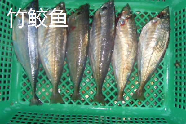 马鲛鱼有鱼鳞吗,其身体表面有鱼鳞