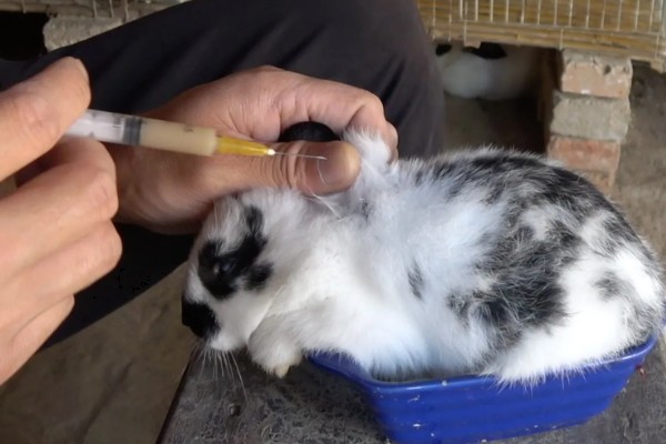 促排3号的最佳注射时间,在奶牛配种后的第5-8天