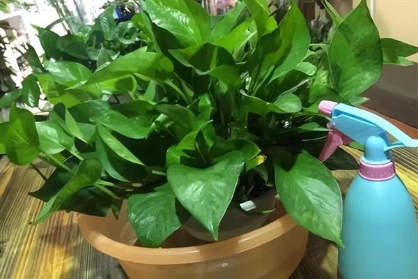 怎样养绿萝，首先接受充足的光照