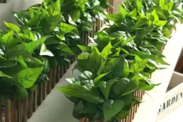 怎样养绿萝，首先接受充足的光照