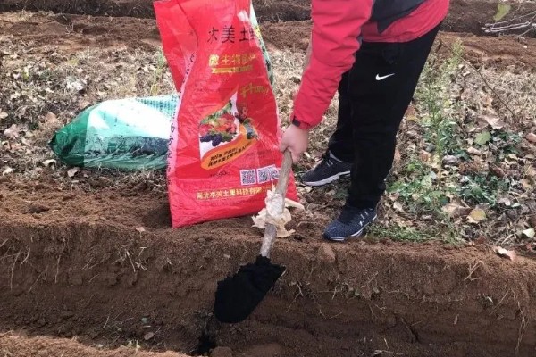 海南哈密瓜的大棚种植技术，要选择饱满完整的种子种植