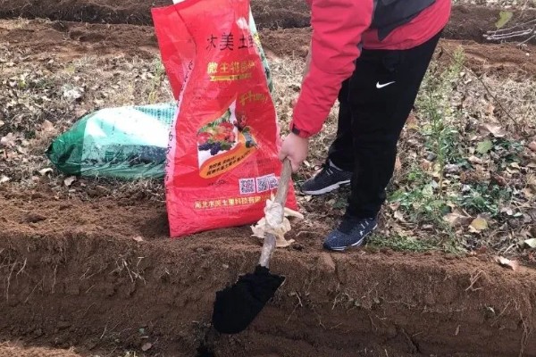 西洋菜的种植方法,适宜生长在肥沃松软的土壤中