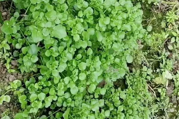 西洋菜的种植方法,适宜生长在肥沃松软的土壤中