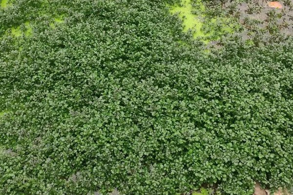 西洋菜的种植方法,适宜生长在肥沃松软的土壤中