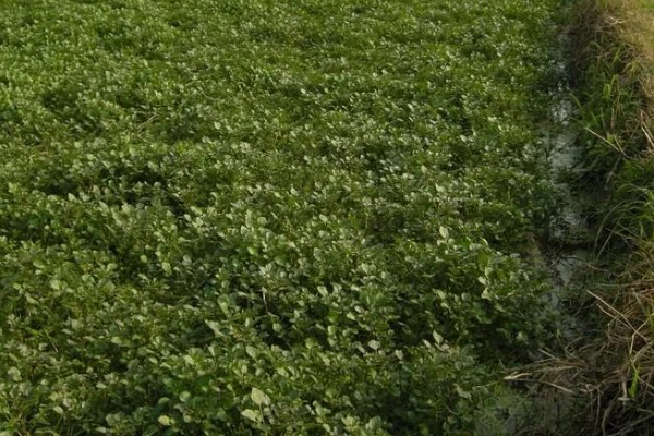西洋菜的种植方法,适宜生长在肥沃松软的土壤中