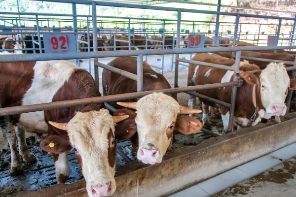 影响肉牛饲料利用率有哪些因素,有品种原因、年龄原因等