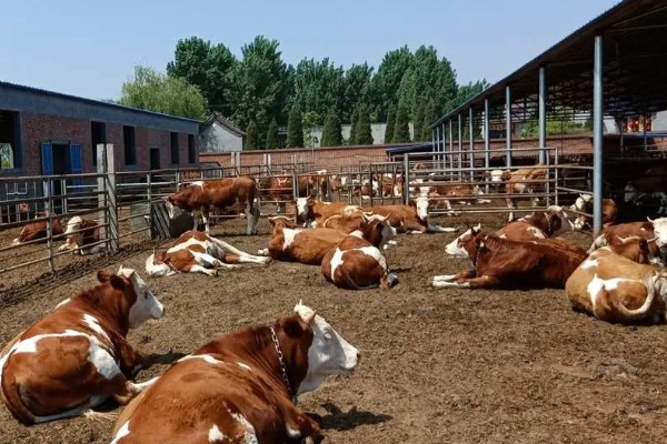 影响肉牛饲料利用率有哪些因素,有品种原因、年龄原因等