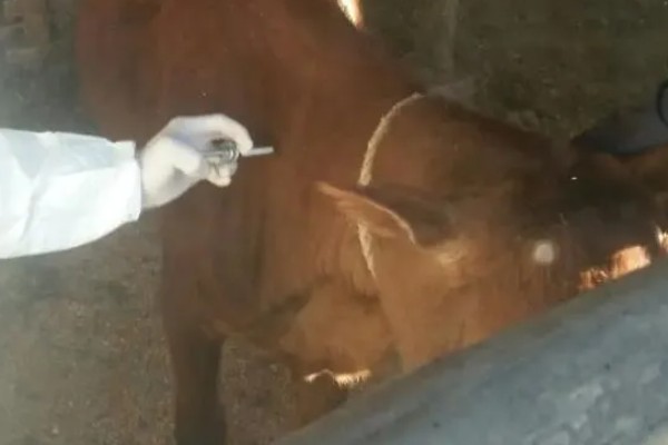 影响肉牛饲料利用率有哪些因素,有品种原因、年龄原因等