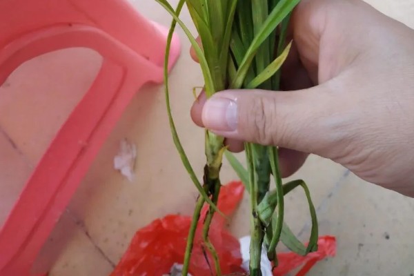 斑斓叶的种植方法,一般采用分株方法