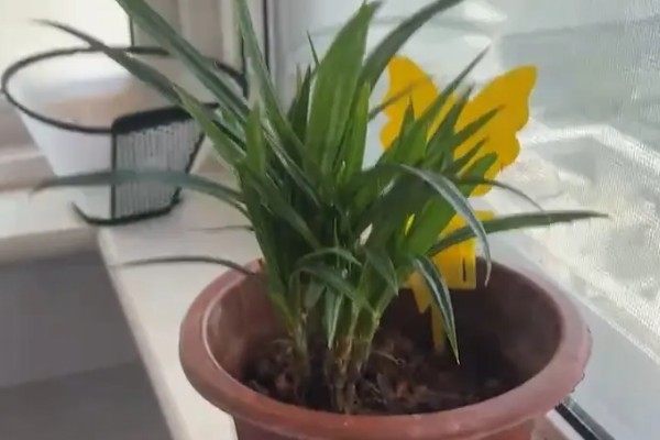 斑斓叶的种植方法,一般采用分株方法
